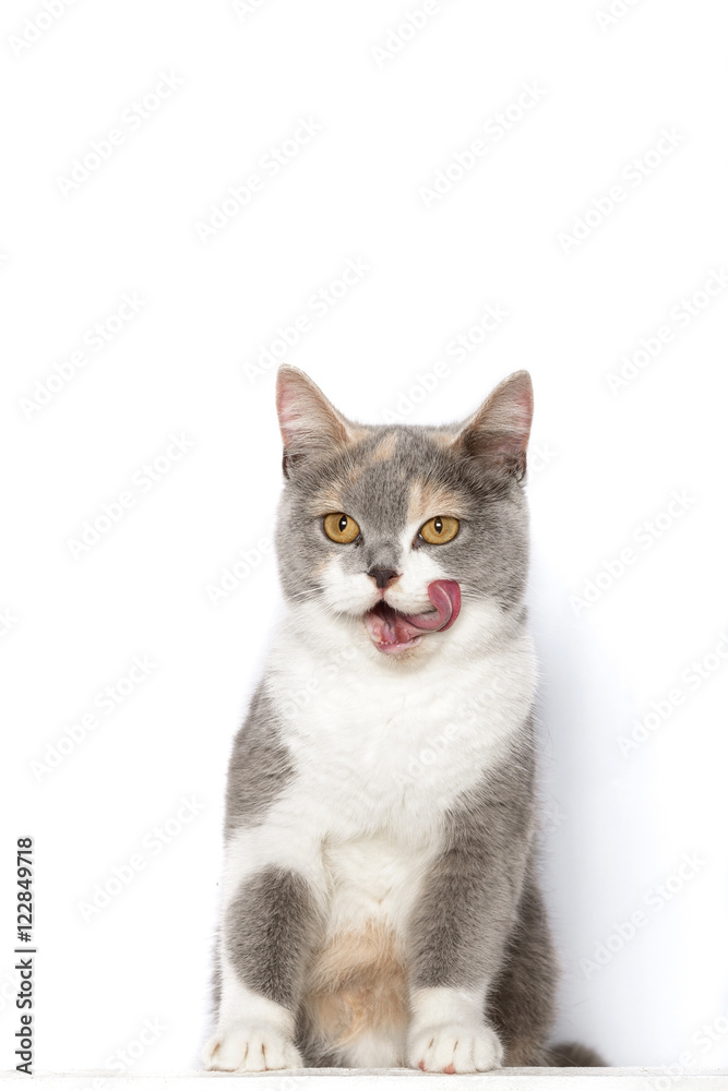 Hübsche Britisch Kurzhaar Katze steht mit den Pfoten auf einer Kante und schleckt sich genüsslich um ihr Maul, Blick zum Betrachter.