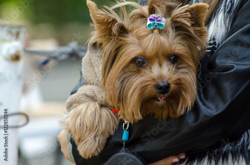 Yorkshire terrier dog in the hands