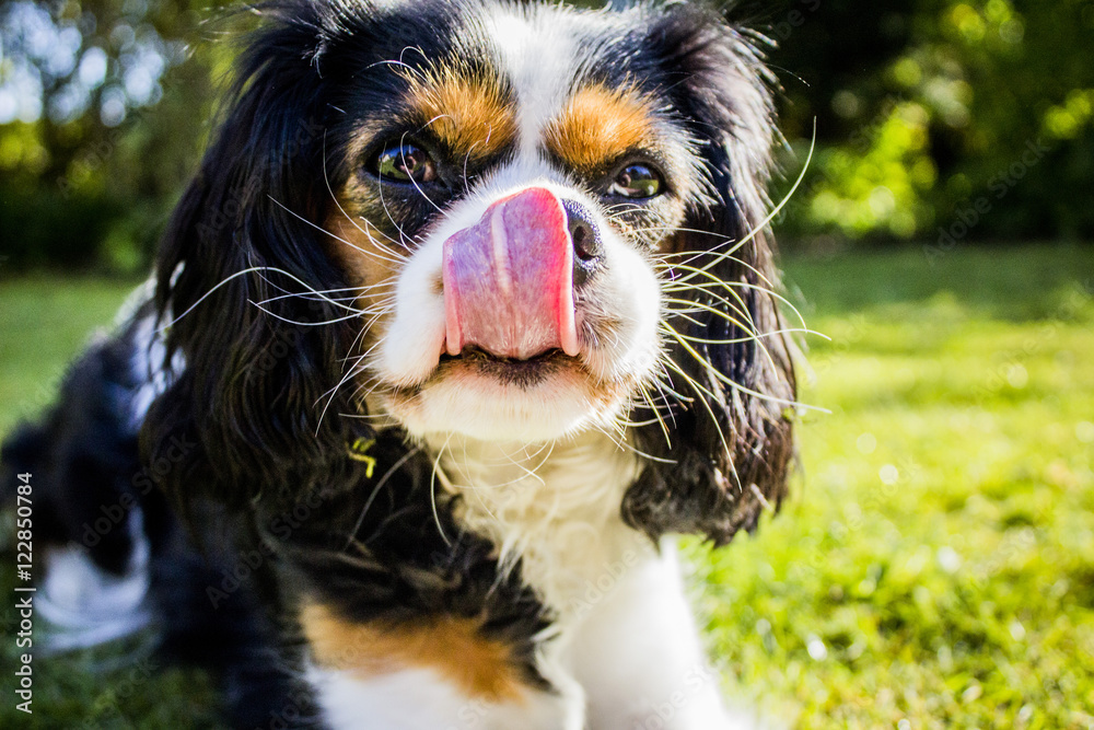 King Charles Cavalier dog King Charles Cavalier dog