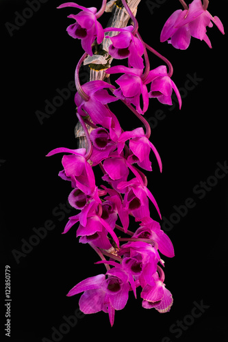 Orchids photo