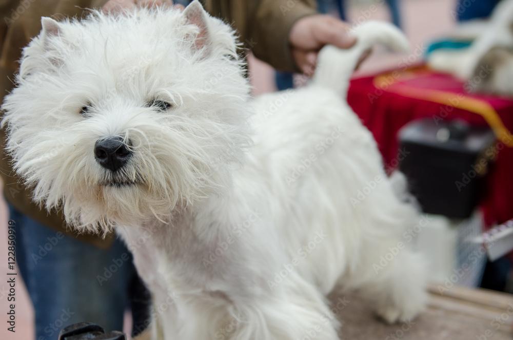 West Highland White Terrier is preparing for the exhibition