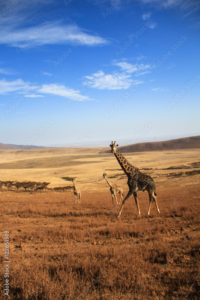 Obraz premium Girafes sur les bord du cratère du Ngorongoro, Tanzanie