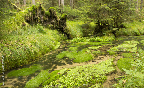 Bohemian Switzerland National Park, the river in the forest