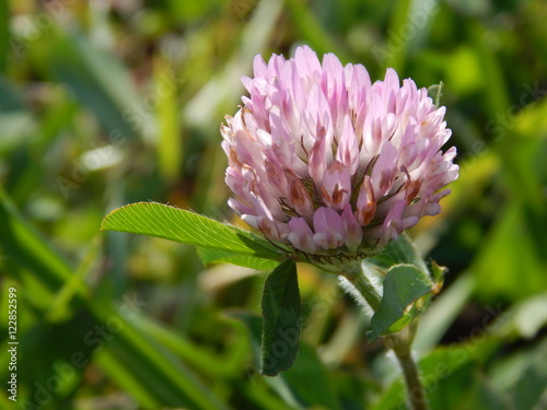 Clover