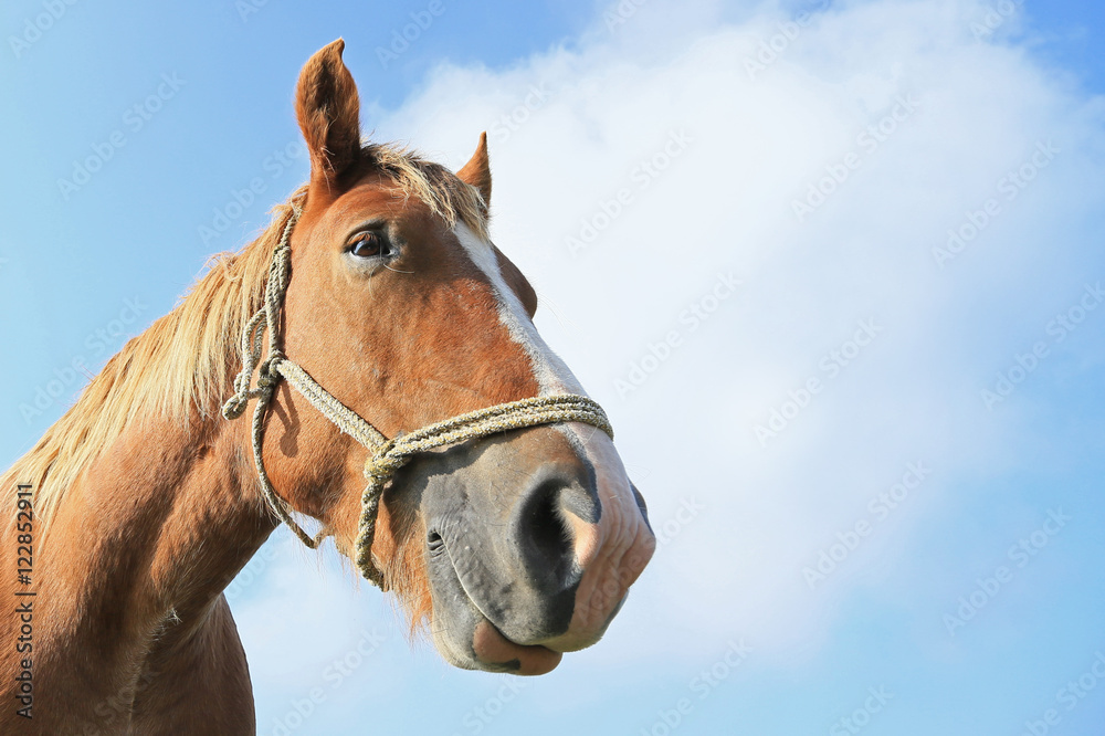 Obraz premium 馬の顔