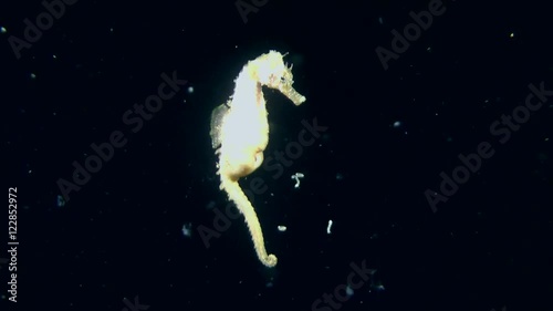 Male of Seahorse ejects the juveniles of brood bag, wide shot.
 photo