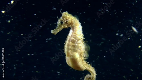 Male of Seahorse ejects juveniles from brood pouch, close-up.
 photo