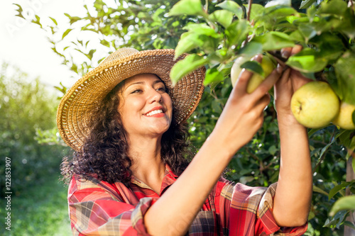 Beautiful young woman picking ripe organic apples
