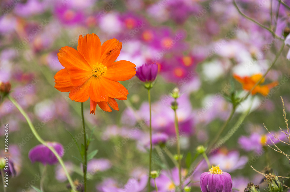 Fototapeta premium The blossoming galsand flowers closeup in garden