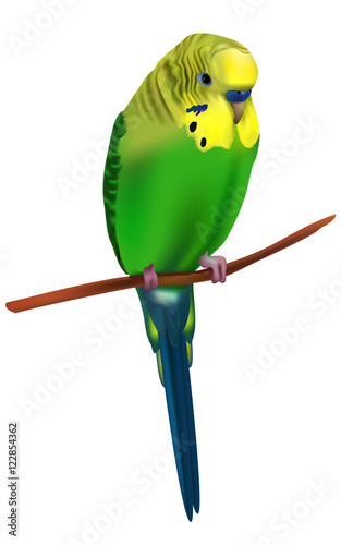 Vector illustration of bright colorful budgerigar. Isolated small exotic bird sits on a branch. Classic detailed drawing of a cute green wavy australian parrot. Melopsittacus undulatus. EPS 10