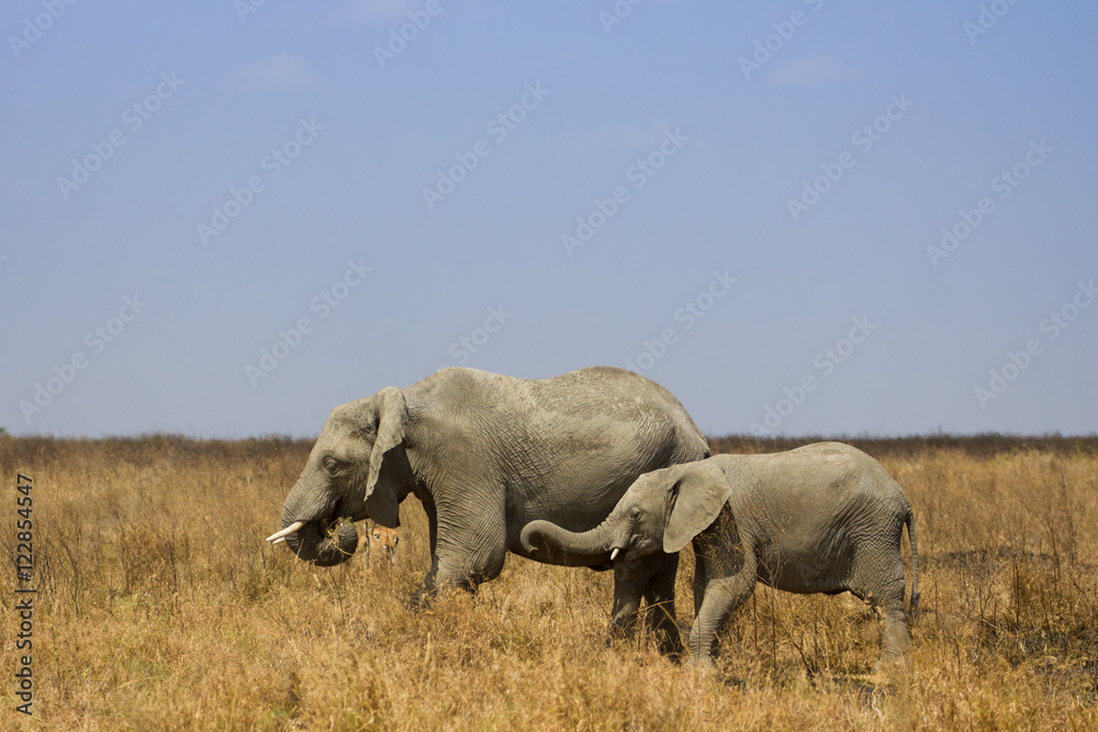 Fototapeta premium Elephants dans la savane de Tanzanie