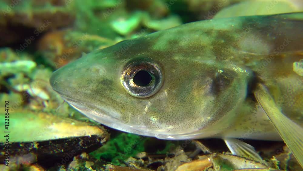 Marine fish Whiting, portrait.
Marine fish Whiting, portrait.