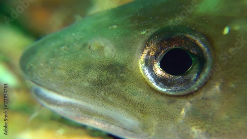 Eye of sea fish Whiting.
 photo