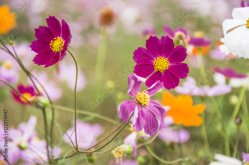 The blossoming galsand flowers closeup in garden