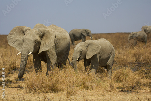 Elephants dans la savane de Tanzanie