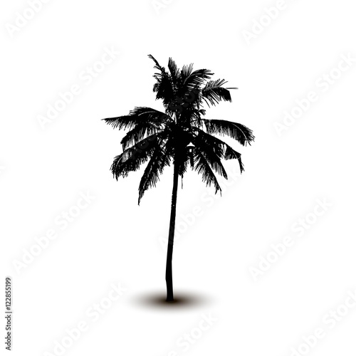Realistic SilhouetteTropical Coconut Palm Tree  black silhouettes and outline contours on white background. Vector