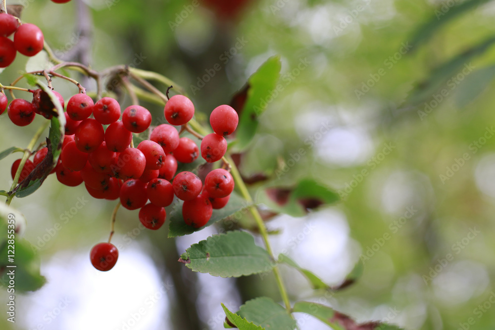 Berries in a beautiful autumn Sunny day Berries in a beautiful autumn Sunny day