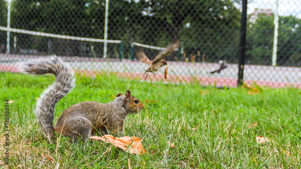 Obraz premium Stolen squirrel