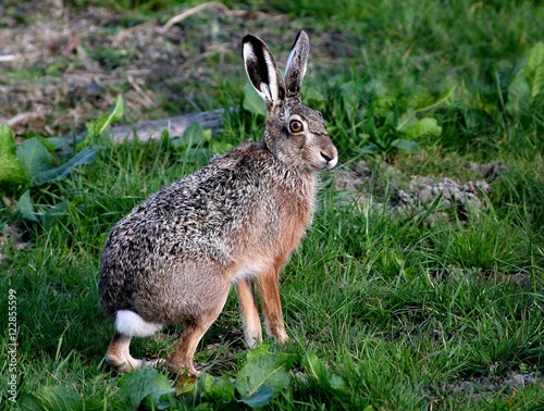 Alert European brown Hare (Lepus europaeus) in a meadow, facing the camera