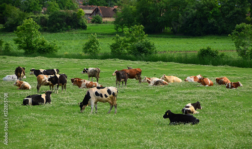 Fotografie Cows grazing grass on meadow