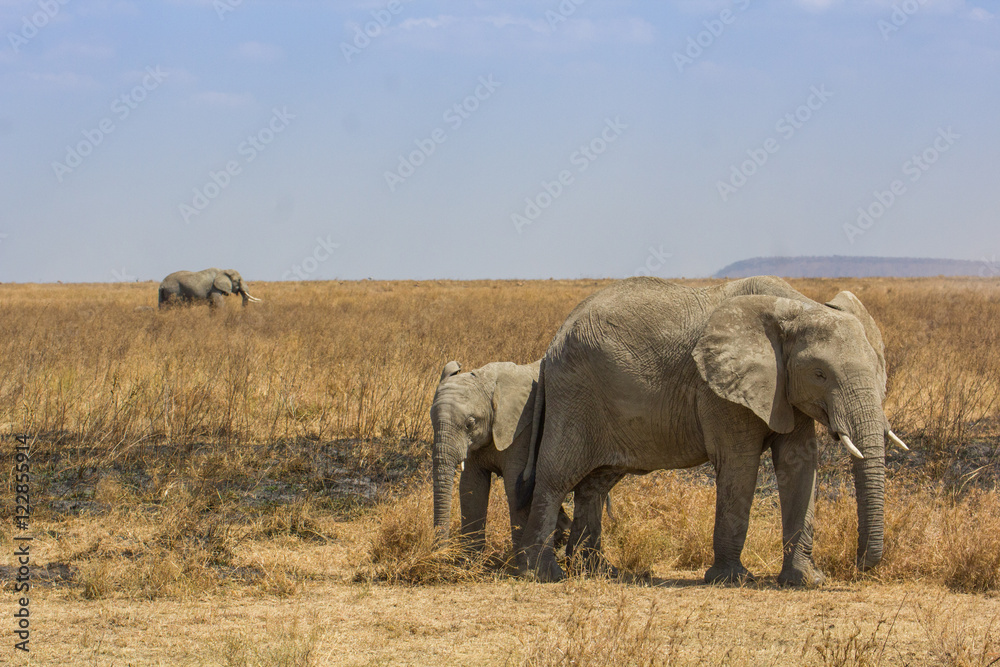 Fototapeta premium Elephants dans la savane de Tanzanie