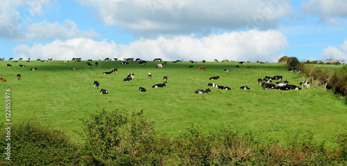 Herd of Holstein Friesians breed of dairy cows graze on a farmland in Dorset, England