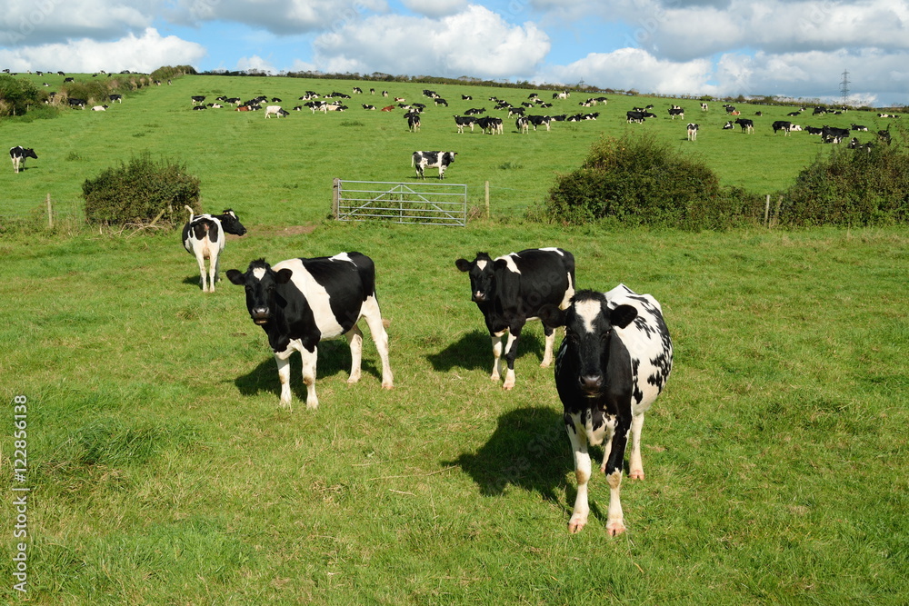 Herd of Holstein Friesians breed of dairy cows graze on a farmland in Dorset, England