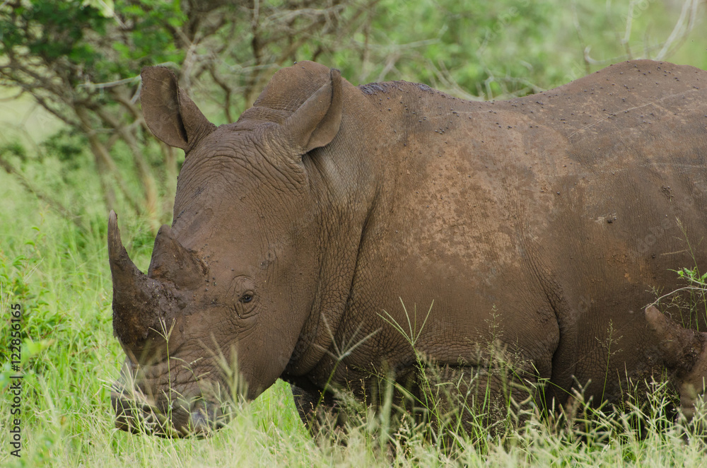 White Rhino Portrait