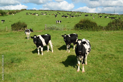 Herd of Holstein Friesians breed of dairy cows graze on a farmland in Dorset  England