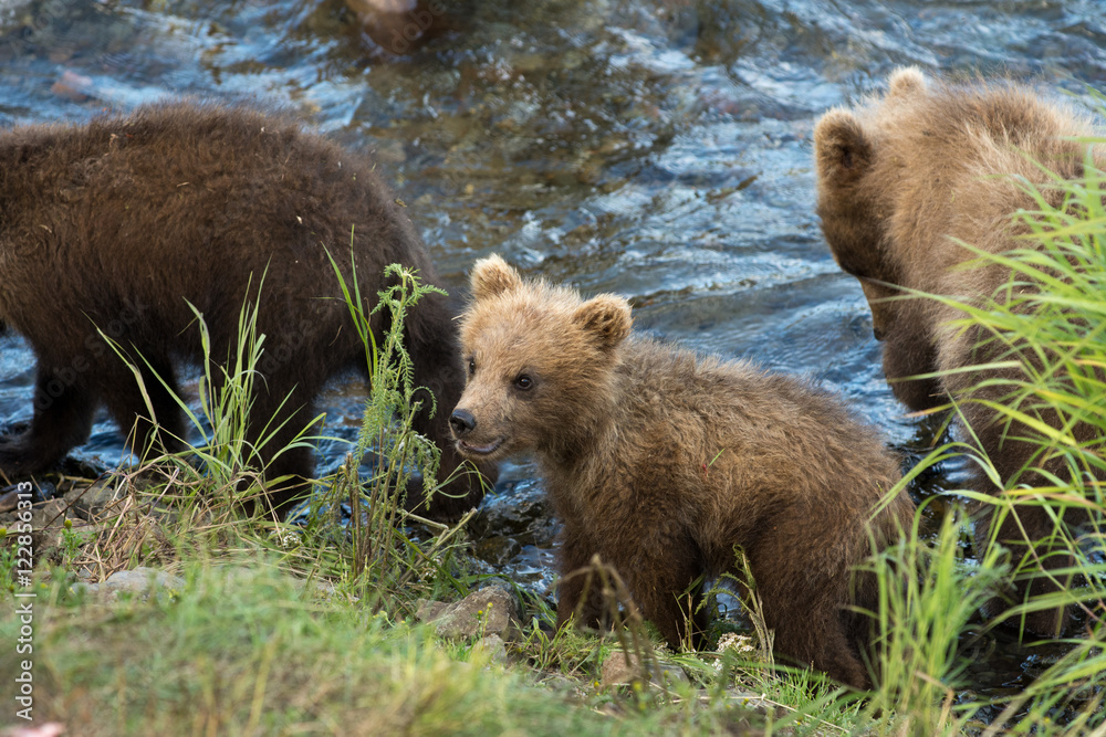 cute brown bear cubs