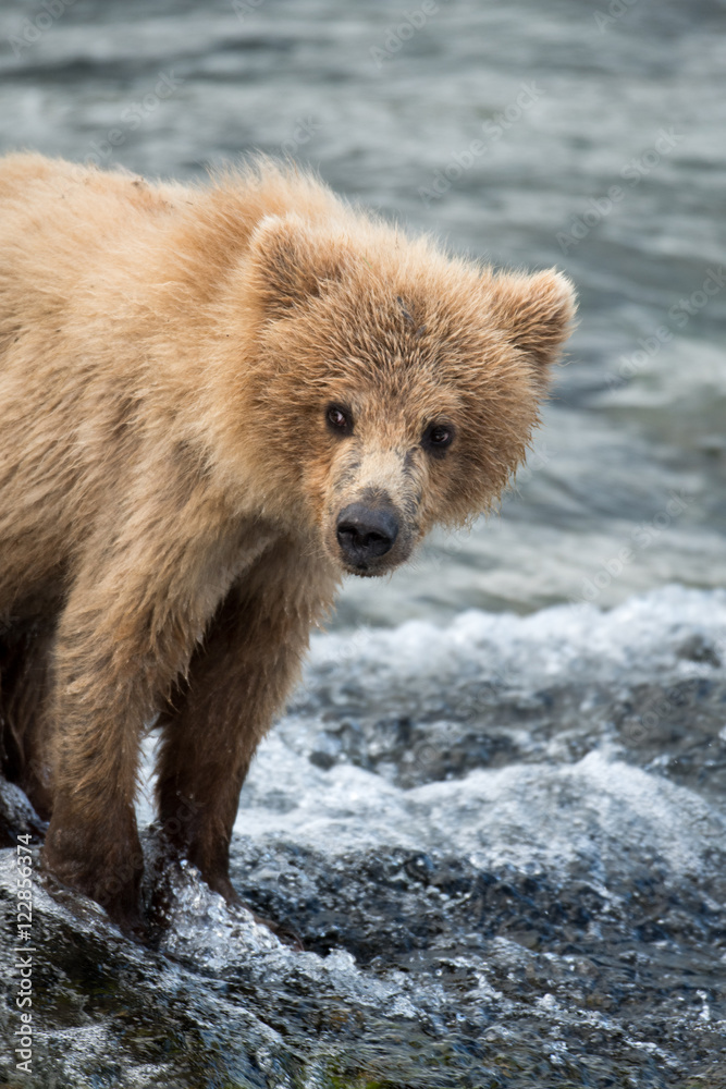 Obraz premium Alaskan brown bear cub