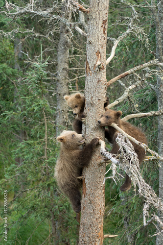 Three Alaskan brown bear cubs