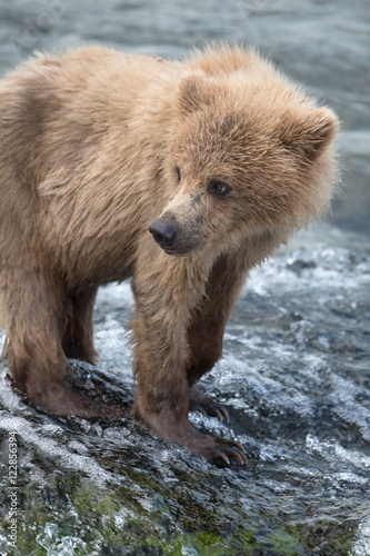 Alaskan brown bear cub