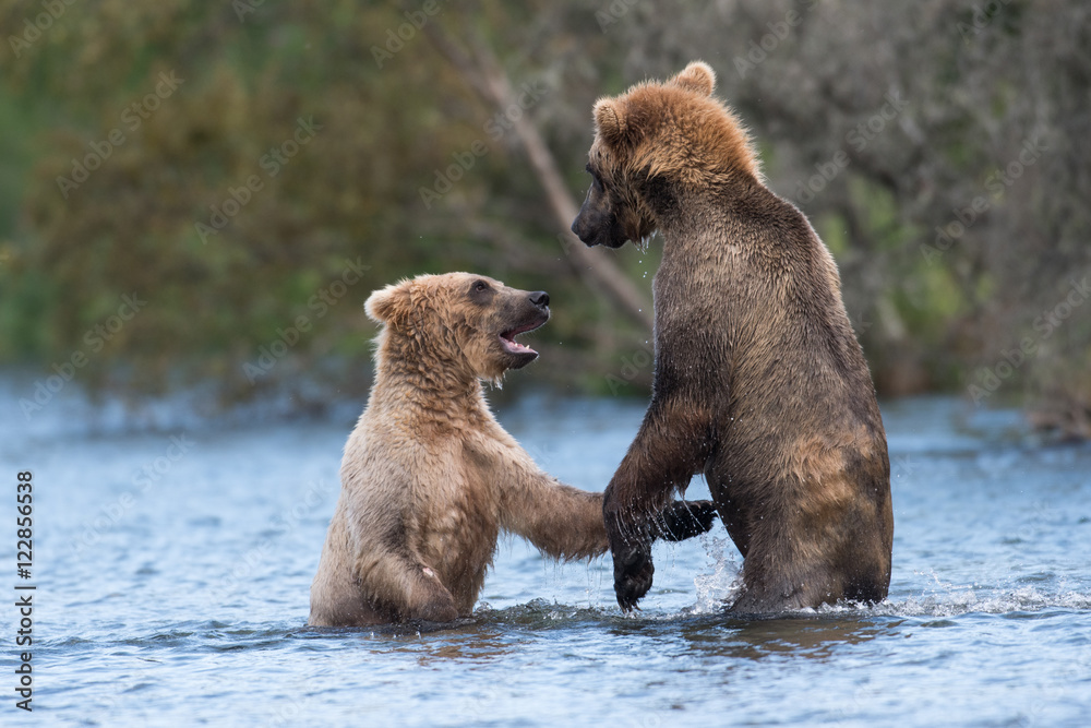 Obraz premium Two Alaskan brown bears playing