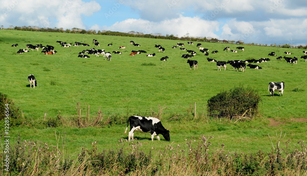 Herd of Holstein Friesians breed of dairy cows graze on a farmland in Dorset, England Herd of Holstein Friesians breed of dairy cows graze on a farmland in Dorset, England