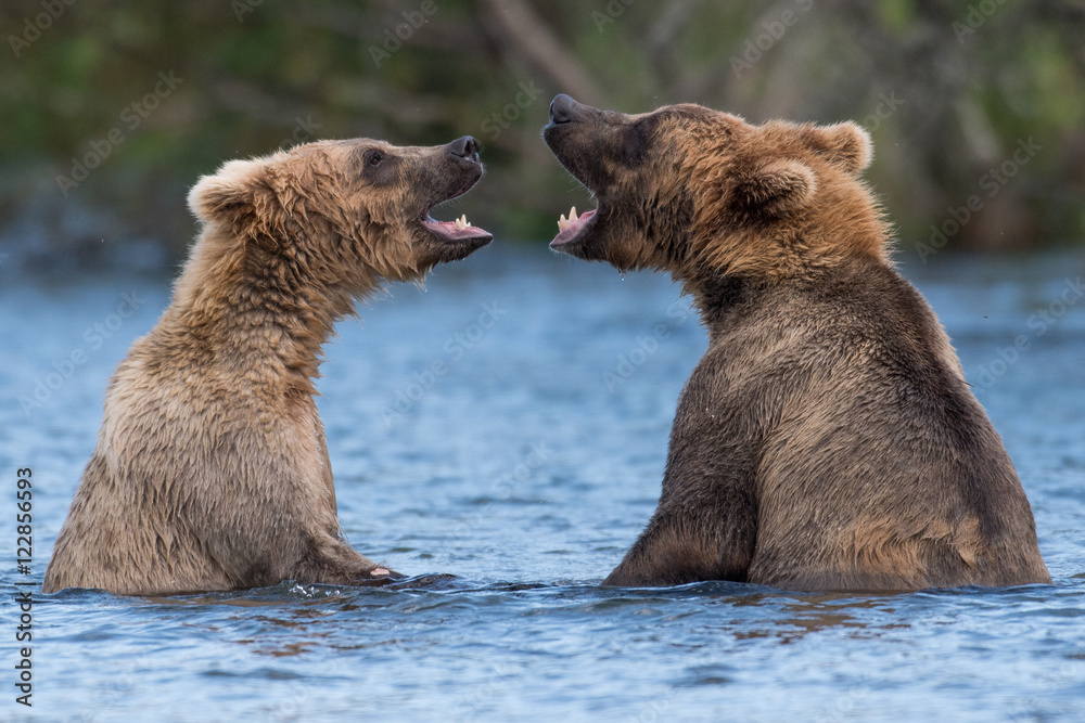 Obraz premium Two Alaskan brown bears playing