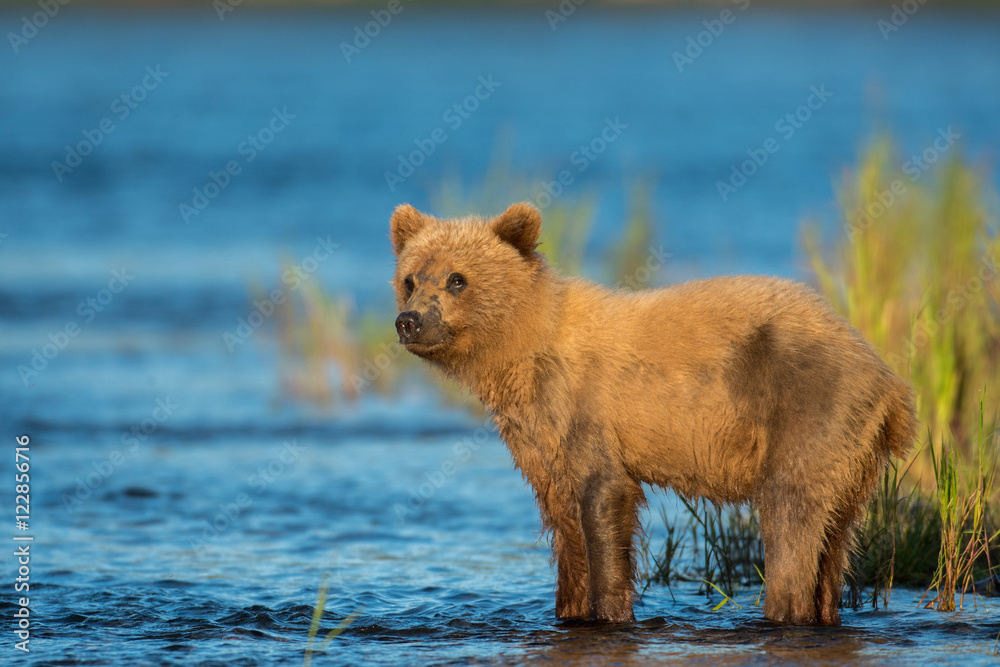 Fototapeta premium Alaskan brown bear cub