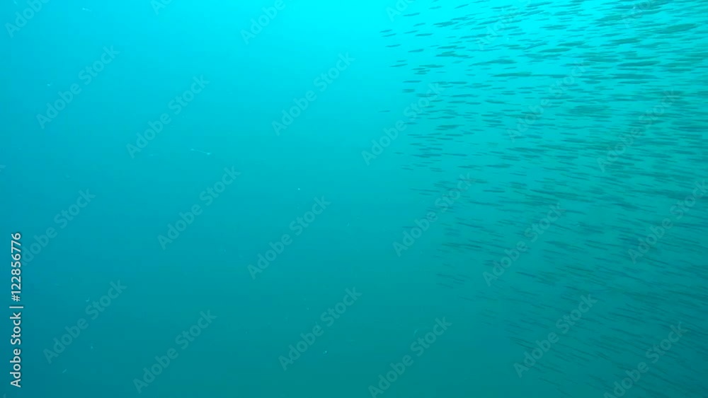A flock of small pelagic fish leaves the frame, wide shot.
A flock of small pelagic fish leaves the frame, wide shot.