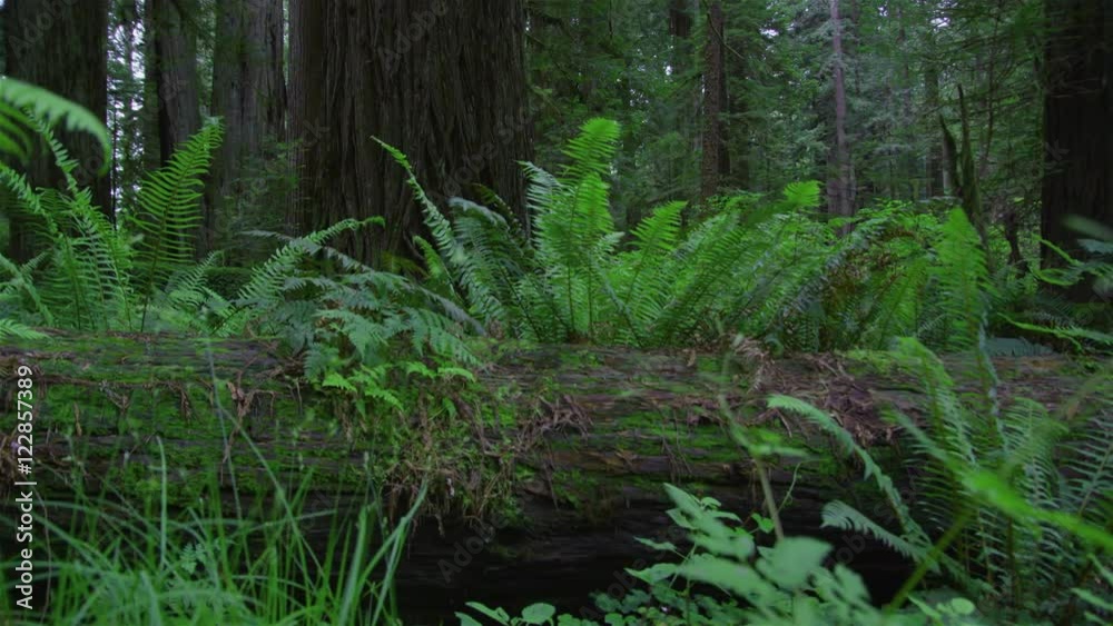 Time Lapse of a thick forest, going by plants and the bottom of the trees. Time Lapse of a thick forest, going by plants and the bottom of the trees.