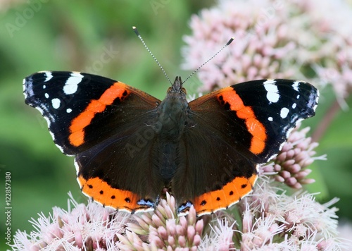 Red Admiral (Vanessa Atalanta) on a hemp-agrimony flower in summer, dorsal view.