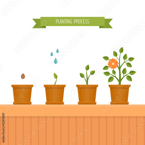 House plant. Phases plant growth. Flat style, vector illustration.