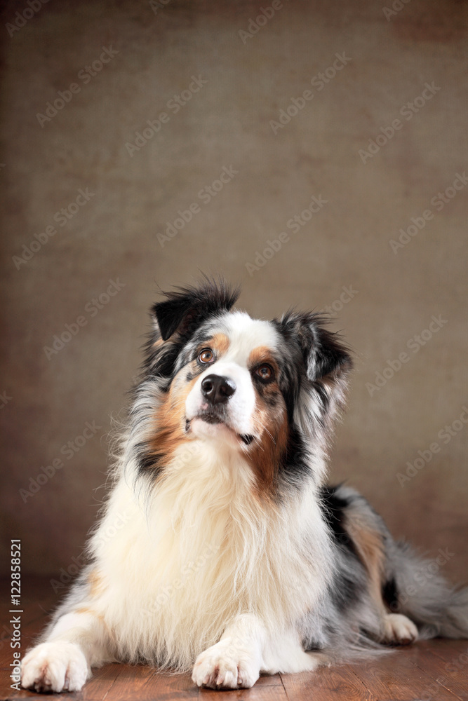 liegender Australian Shepherd im Studio