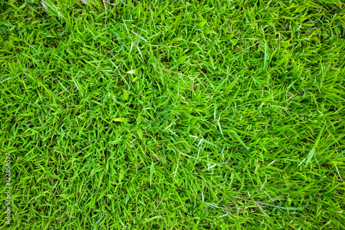 Green nature botanic fresh grass background