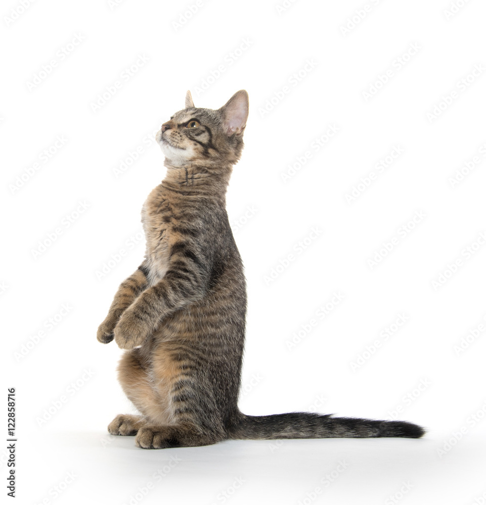 Fototapeta premium Cute tabby kitten on hind legs
