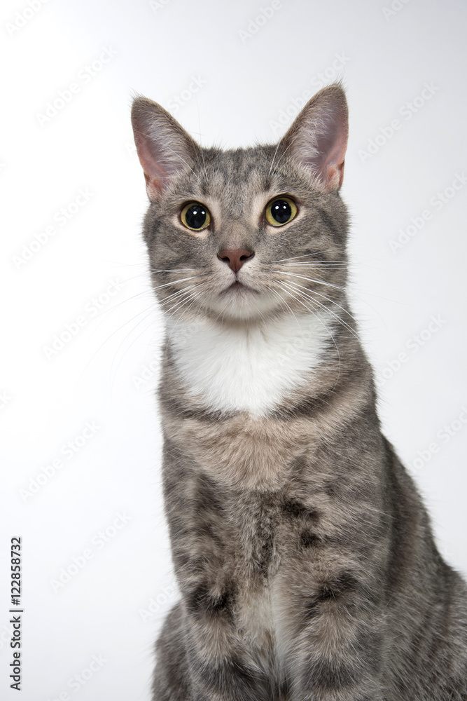 Cute adult cat on white
