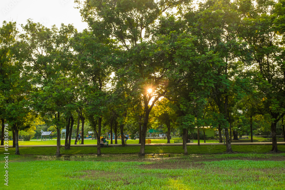 Obraz premium Green grass field with tree in the city park