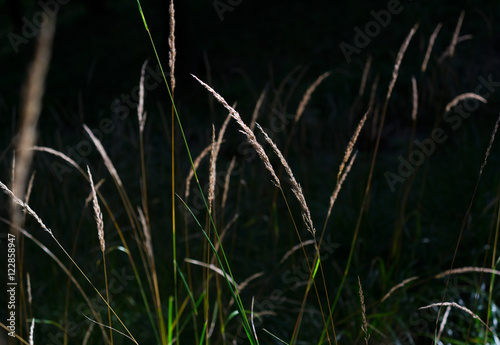 Straws of wild grass. Reeds are lit by daylight and background is in dark shadow. Very shallow focus © M-SUR