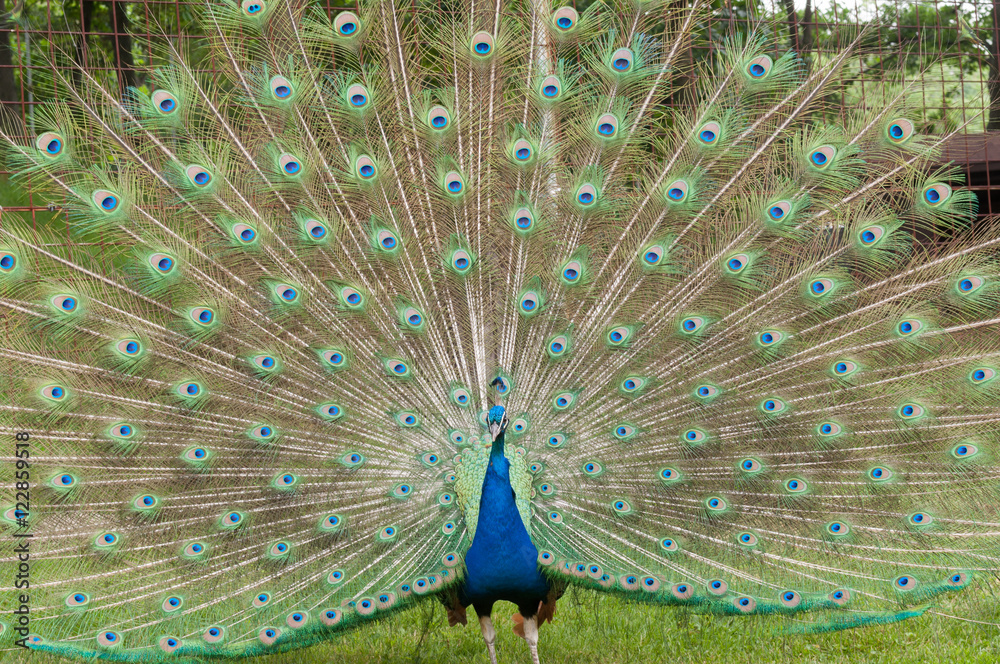 Obraz premium Male Peacock Presenting up close