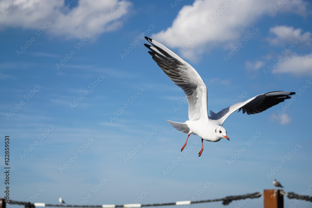 Fototapeta premium Eine Möwe im Flug mit Textfreiraum