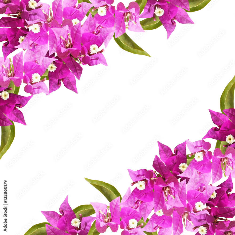 Beautiful pattern of delicate pink flowers. Isolated 